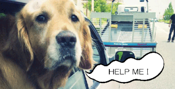 レスキューされる犬